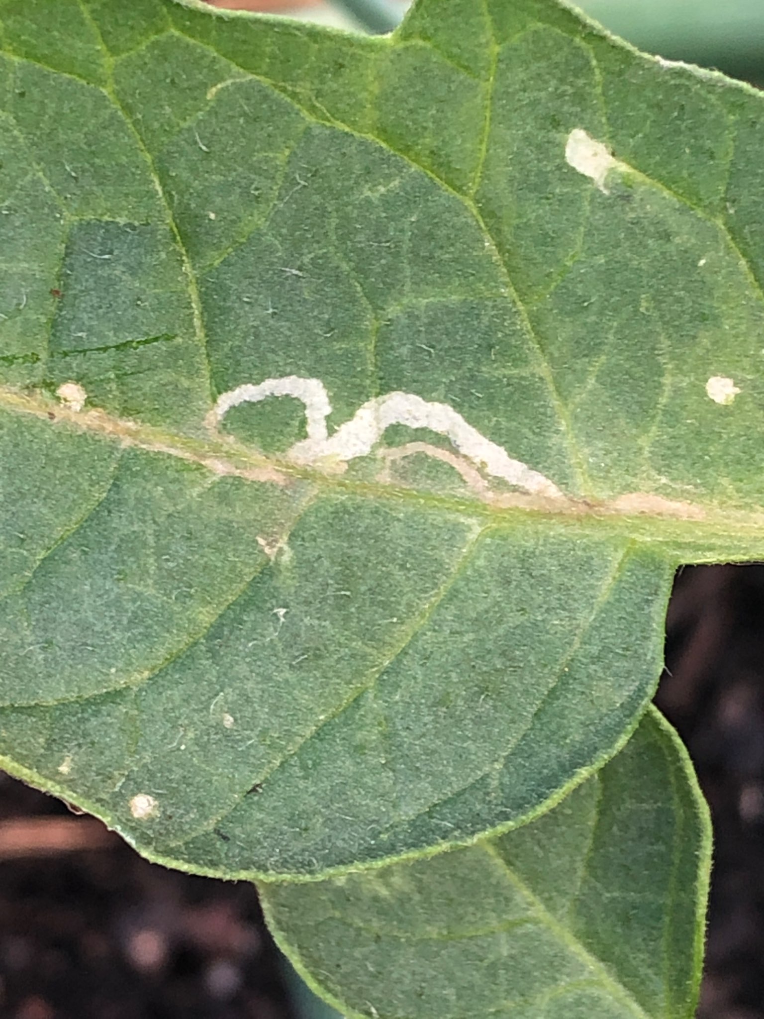 Immagine di pomodoro con mosca minatrice (leaf miner)
