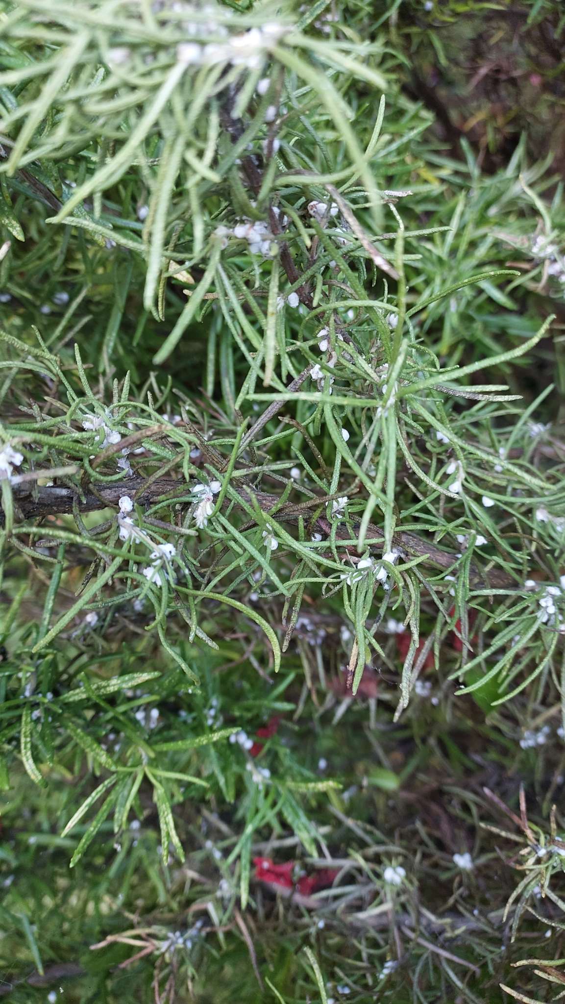 Immagine di Rosmarino con Cocciniglia cotonosa