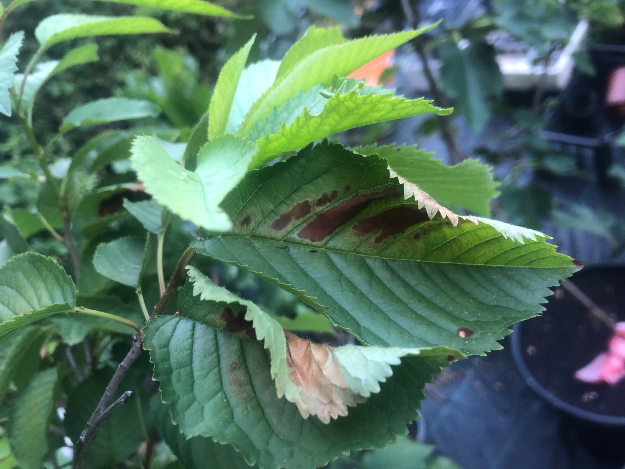 Immagine di Olmo (Ulmus sp.) con Maculatura fogliare (Leaf Spot)