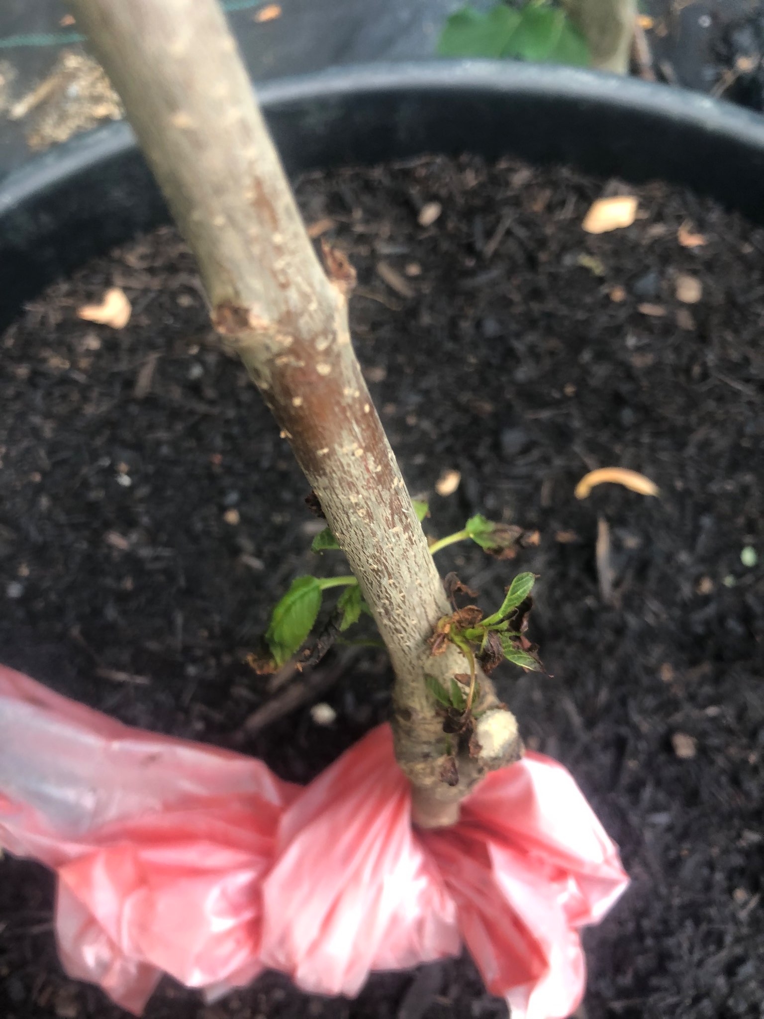 Immagine di Rosa con Cocciniglia