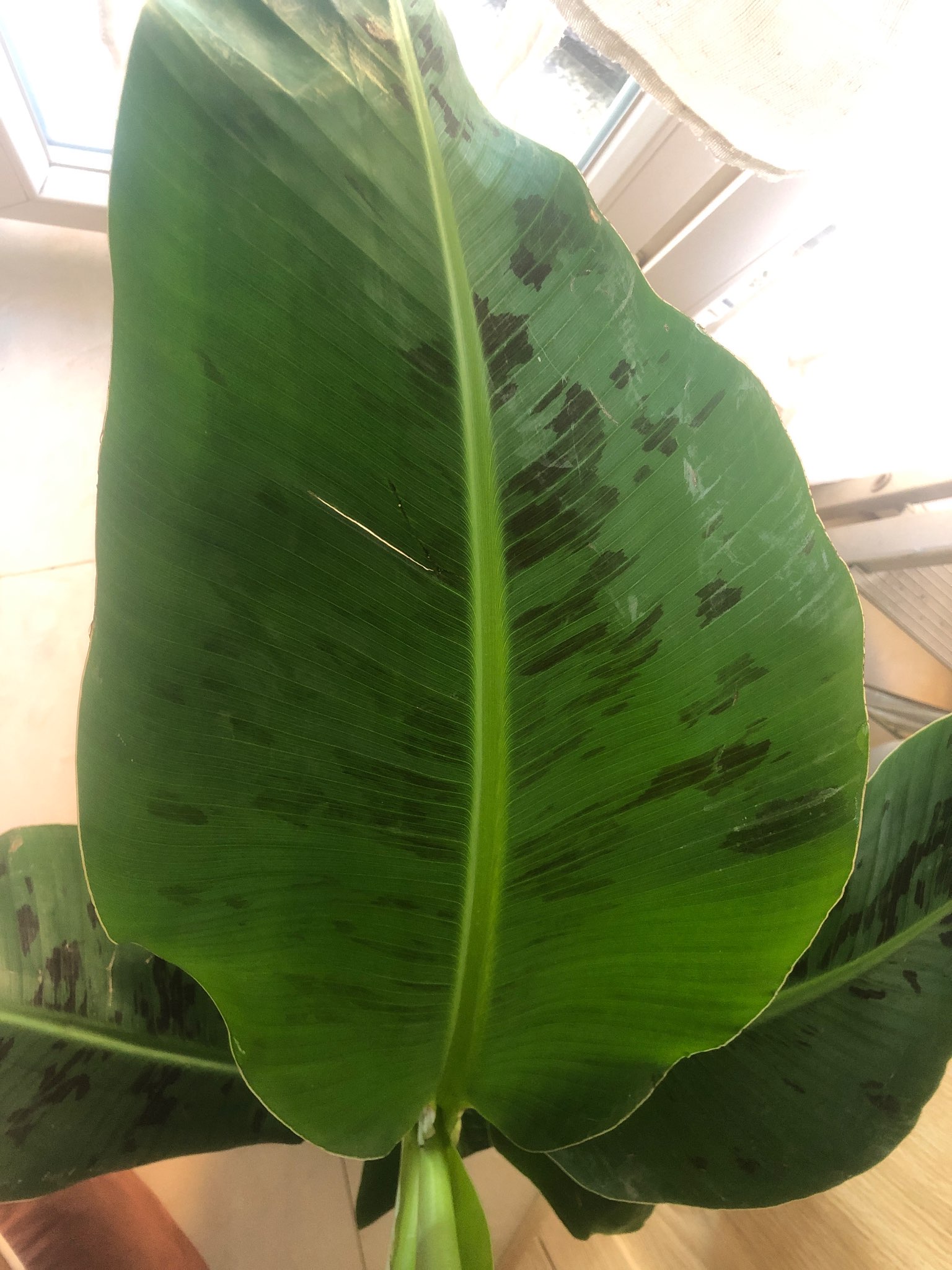 Immagine di Banano ornamentale (Musa sp.) con Nessuna patologia rilevante