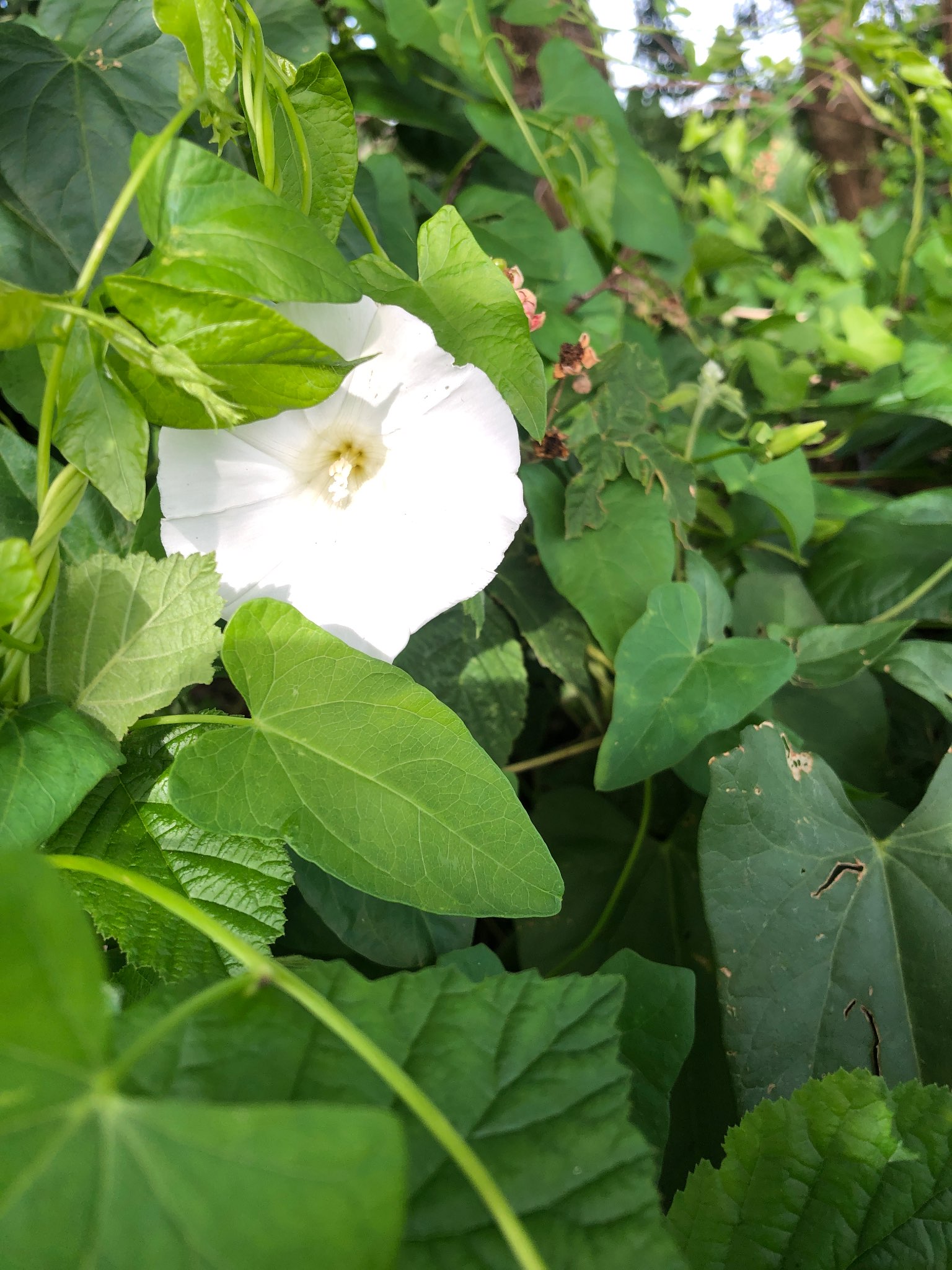 Immagine di Vilucchio (Calystegia sepium) con Nessuna malattia specifica rilevata