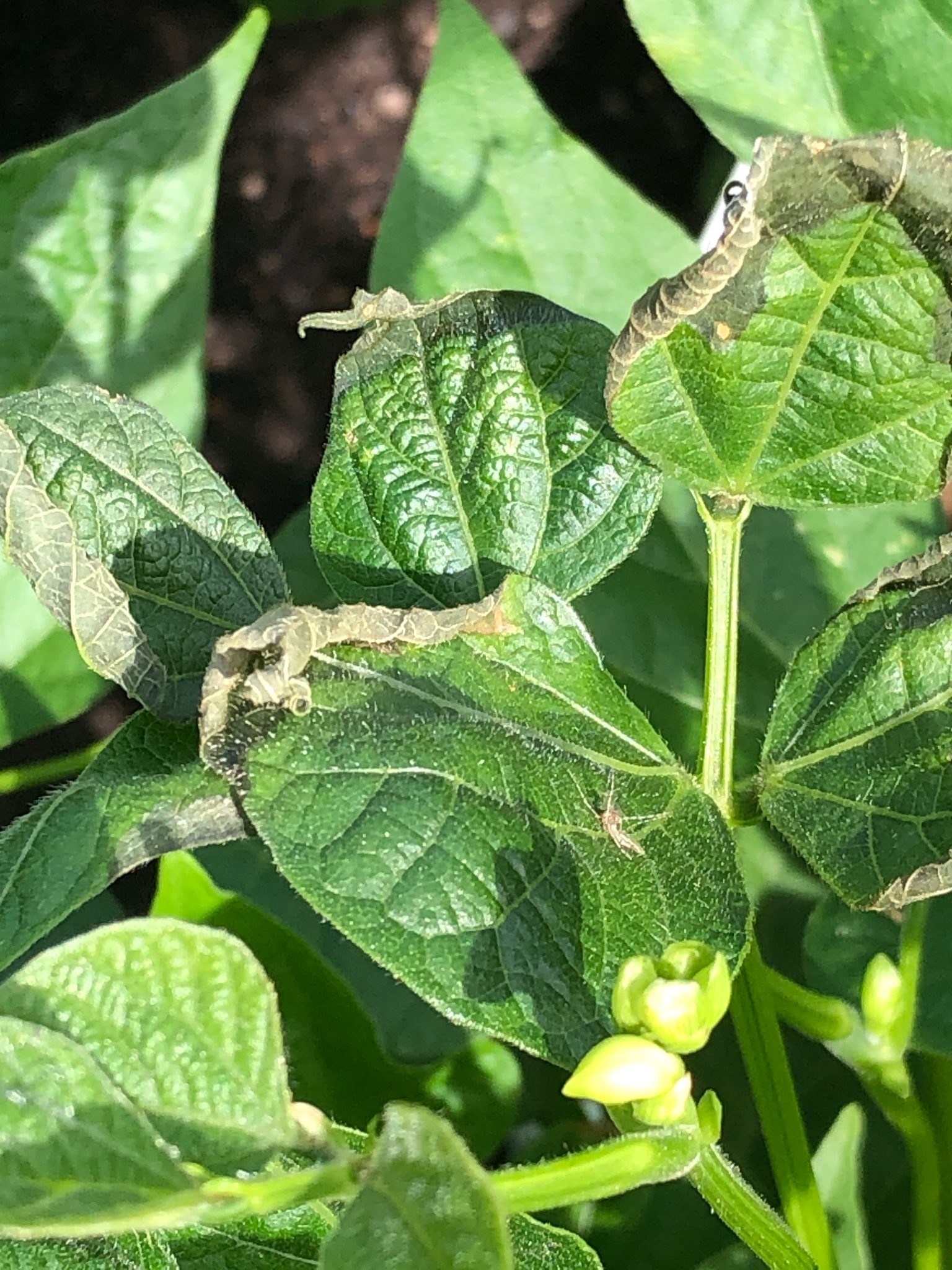 Immagine di Fagiolino (Phaseolus vulgaris) con Scottatura/stress fogliare