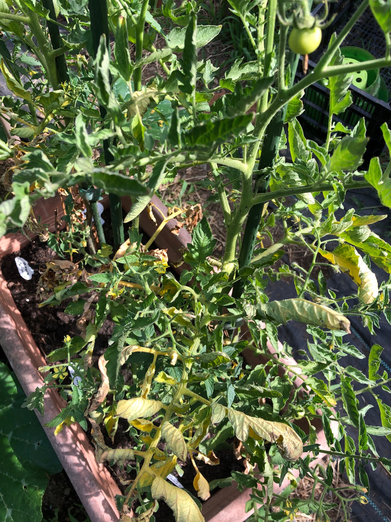 Immagine di Pomodoro con Alternariosi (Early Blight)