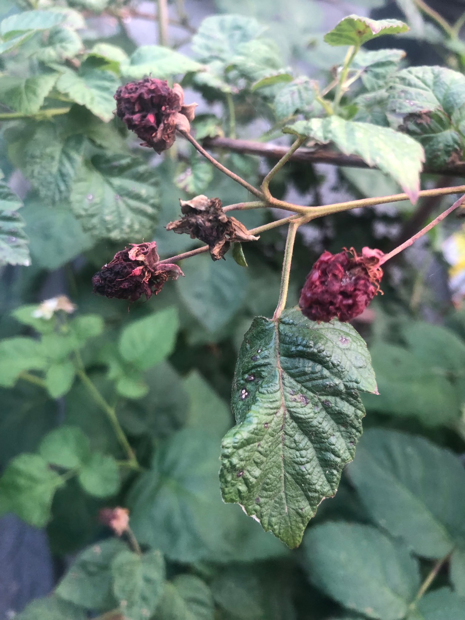 Immagine di Lampone con Muffa grigia (Botrytis cinerea)