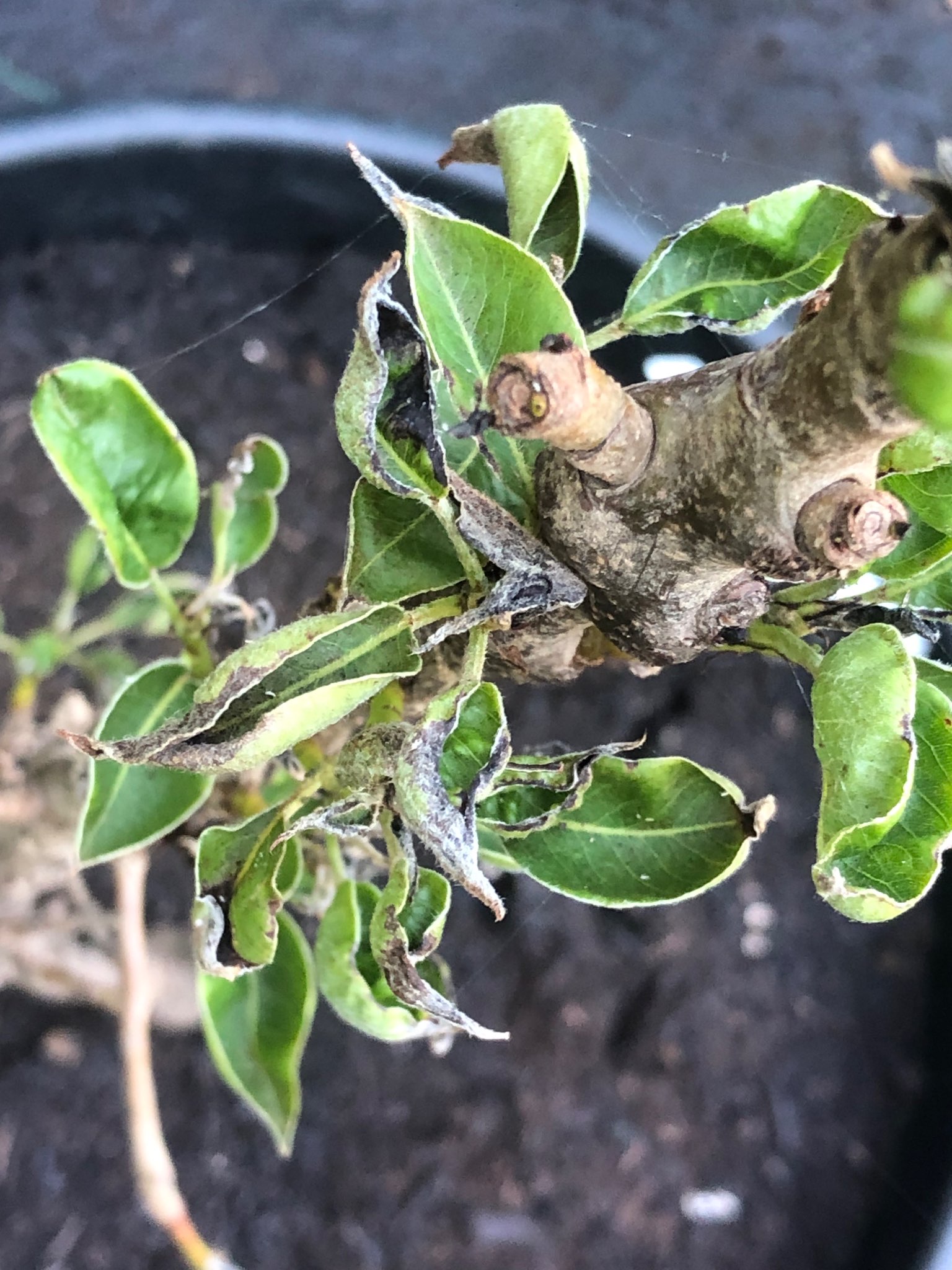 Immagine di Ficus retusa (Bonsai Ficus) con Attacco da ragnetto rosso (acari)