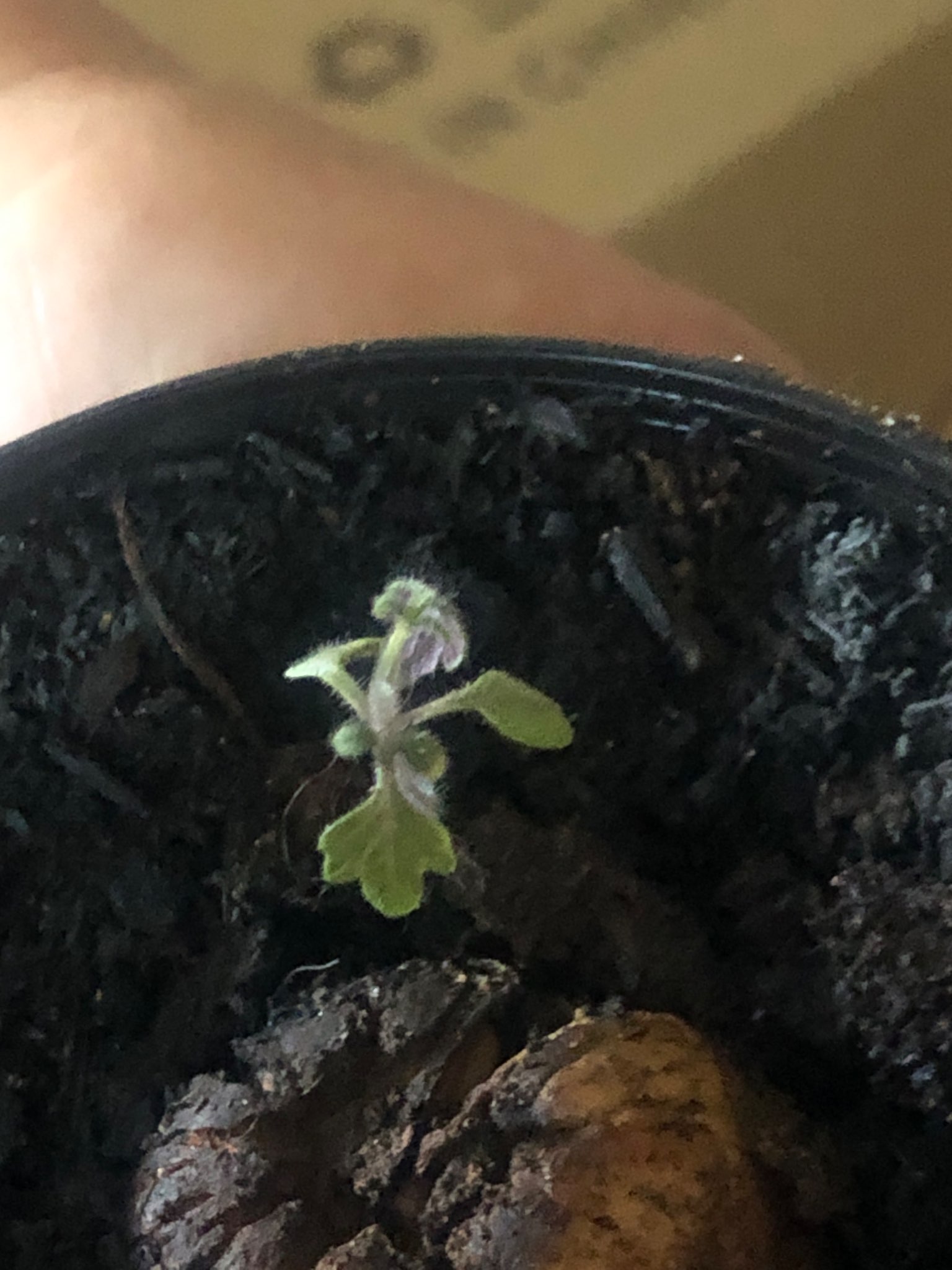 Immagine di Petunia (giovane piantina) con Nessuna malattia specifica, ma stress da scarsa illuminazione e nutrizione insufficiente