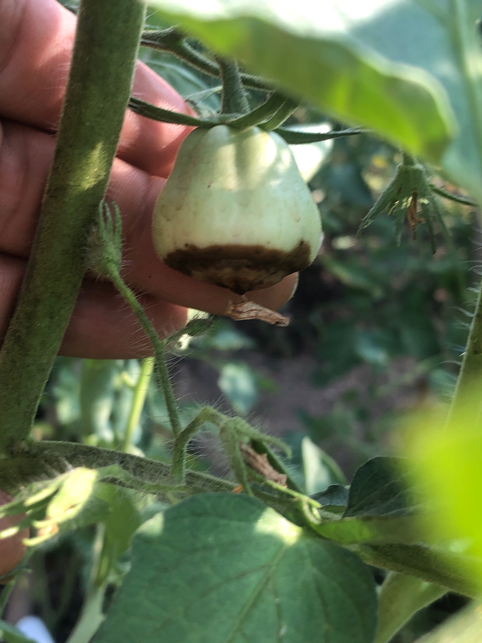 Immagine di Melanzana con Marciume apicale (Blossom End Rot)