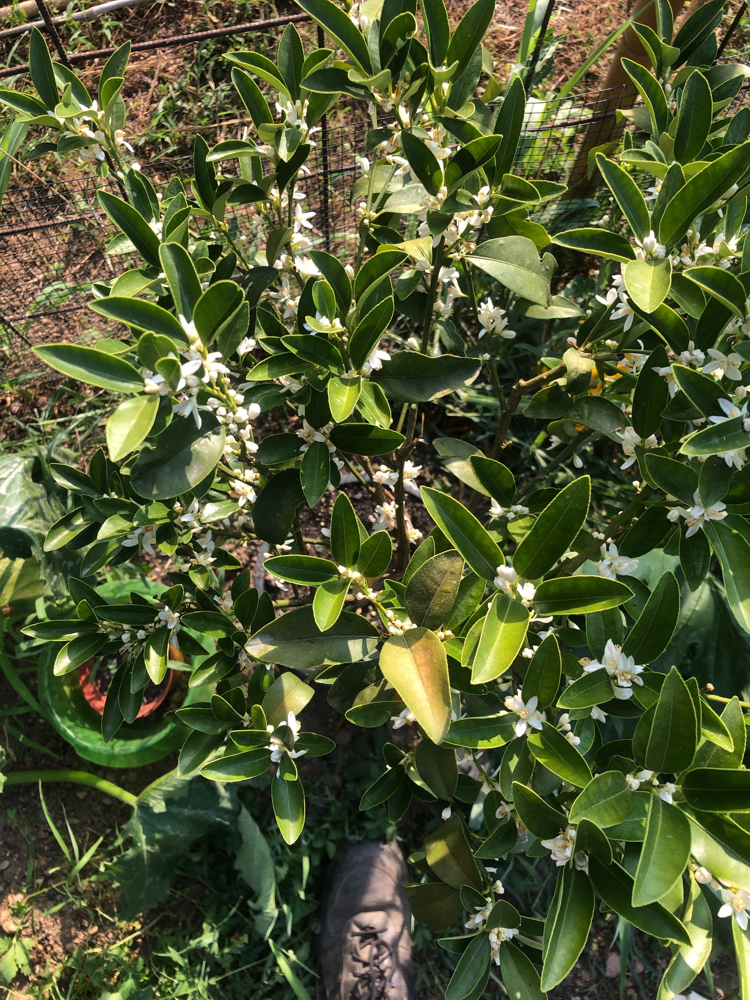 Immagine di Citrus (probabilmente un mandarino Calamondin o simile) con Nessuna patologia evidente, possibile lieve carenza nutritiva