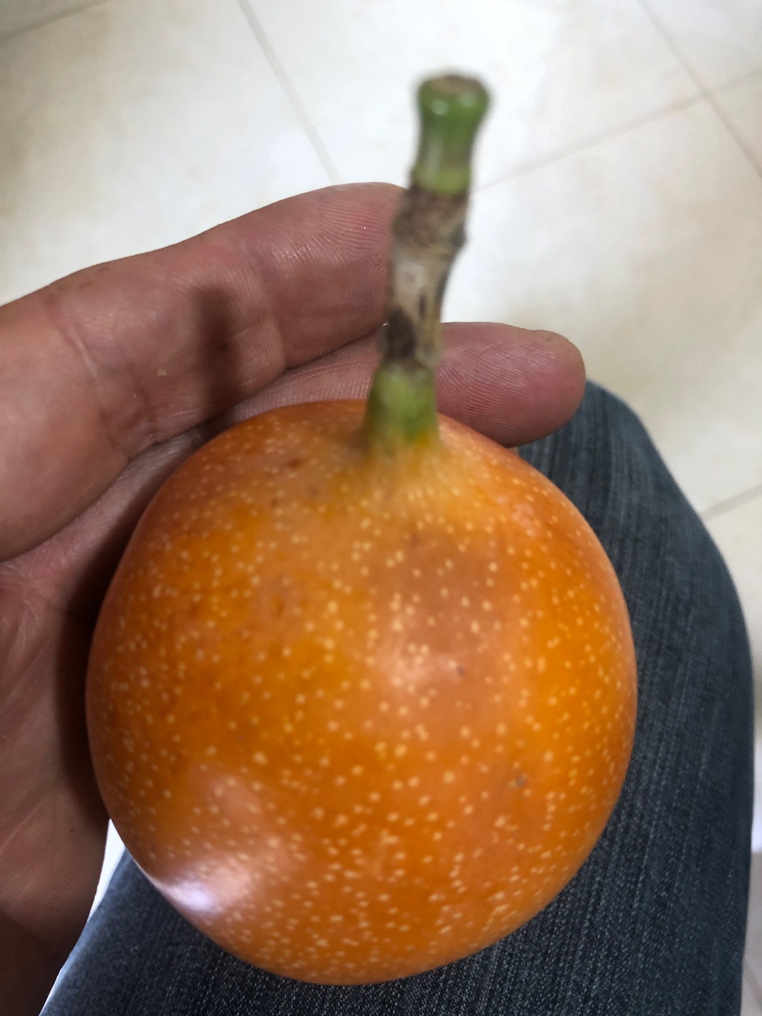 Immagine di Granadilla (Passiflora ligularis) con Macchie fungine superficiali (sospette)