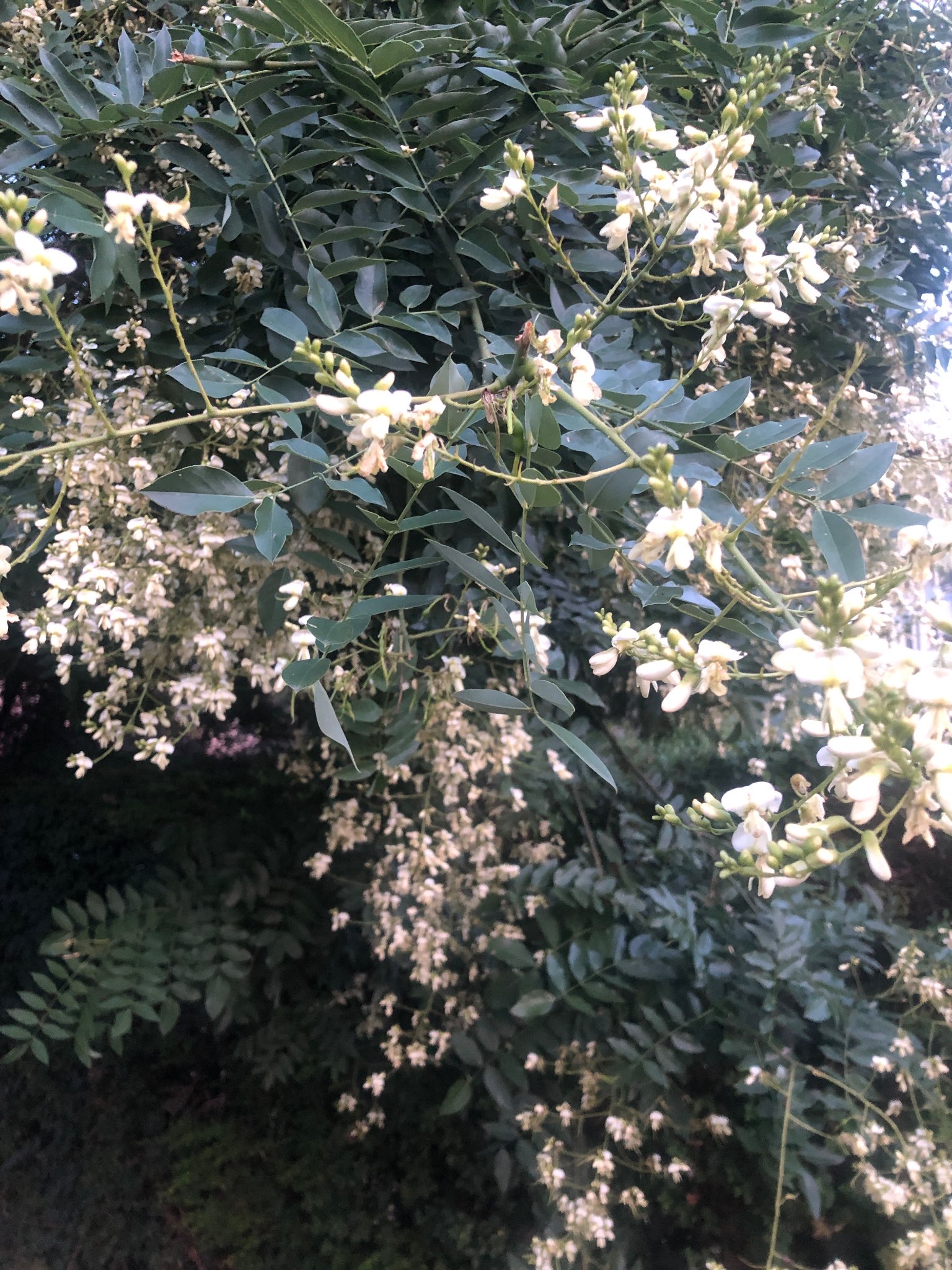 Immagine di Robinia pseudoacacia con Nessuna infezione evidente