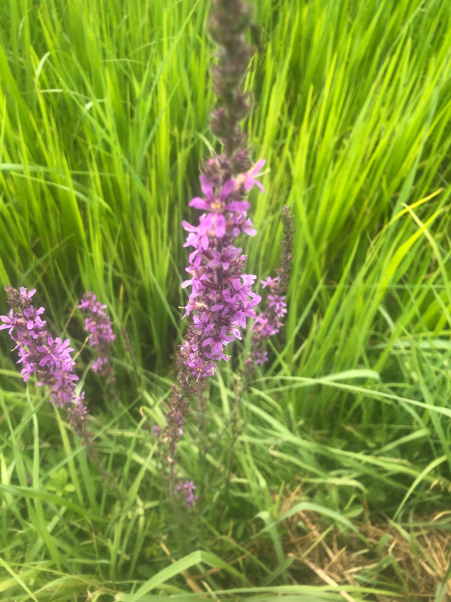 Immagine di Salcerella (Lythrum salicaria) con Nessuna patologia evidente