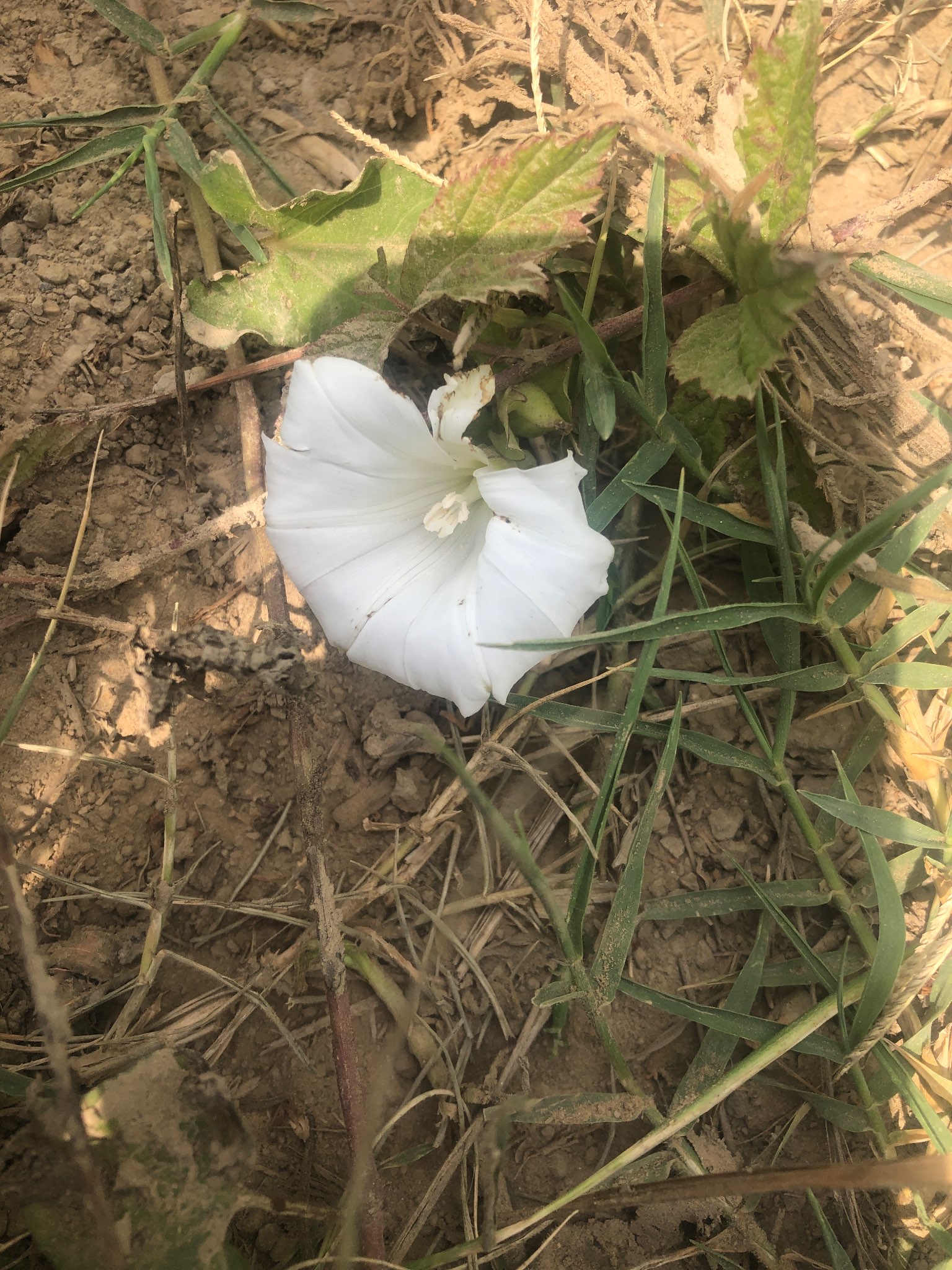 Immagine di Convolvolo dei campi (Convolvulus arvensis) con Nessuna malattia specifica rilevata