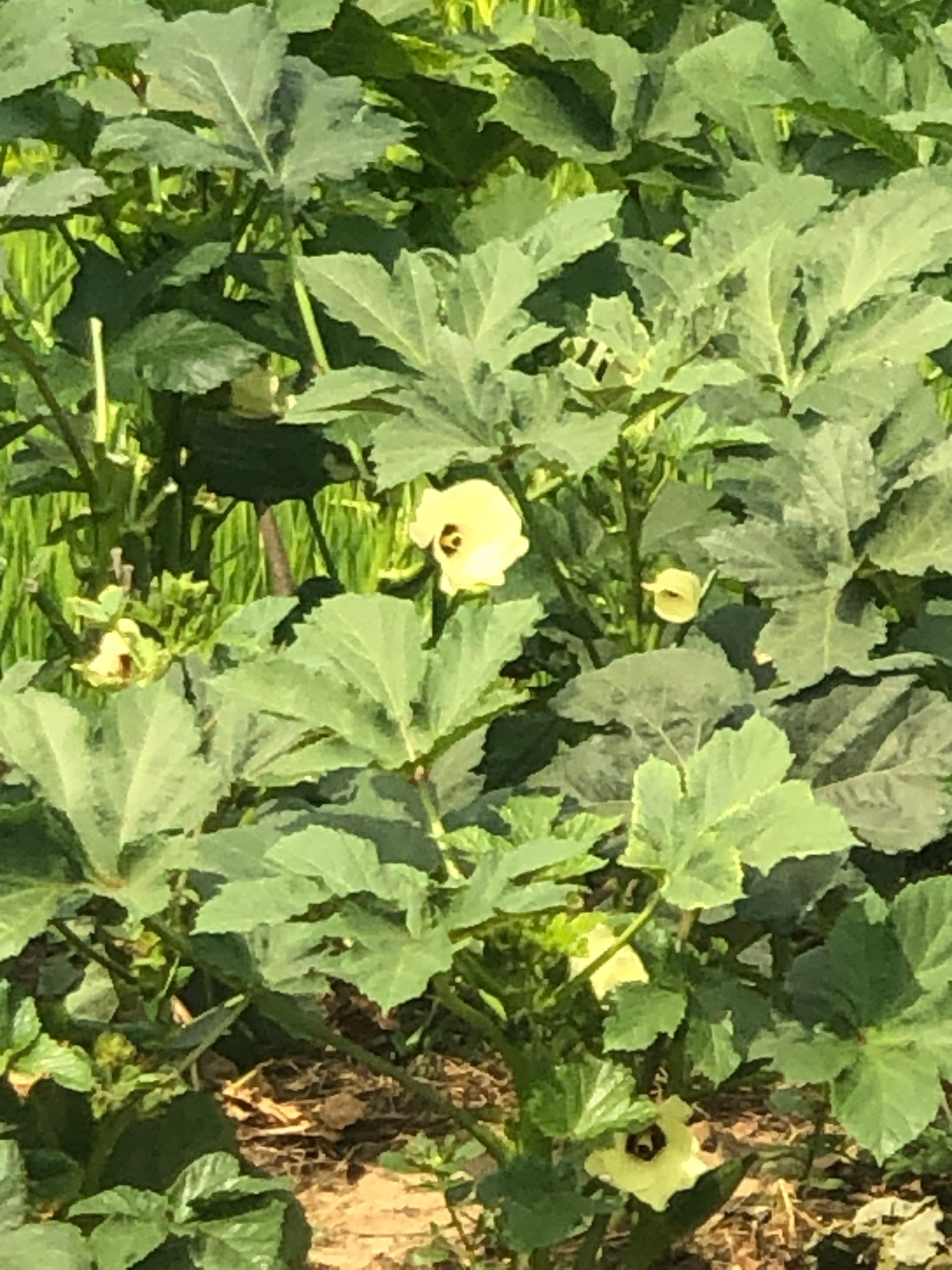 Immagine di Okra (Abelmoschus esculentus) con Nessuna patologia evidente