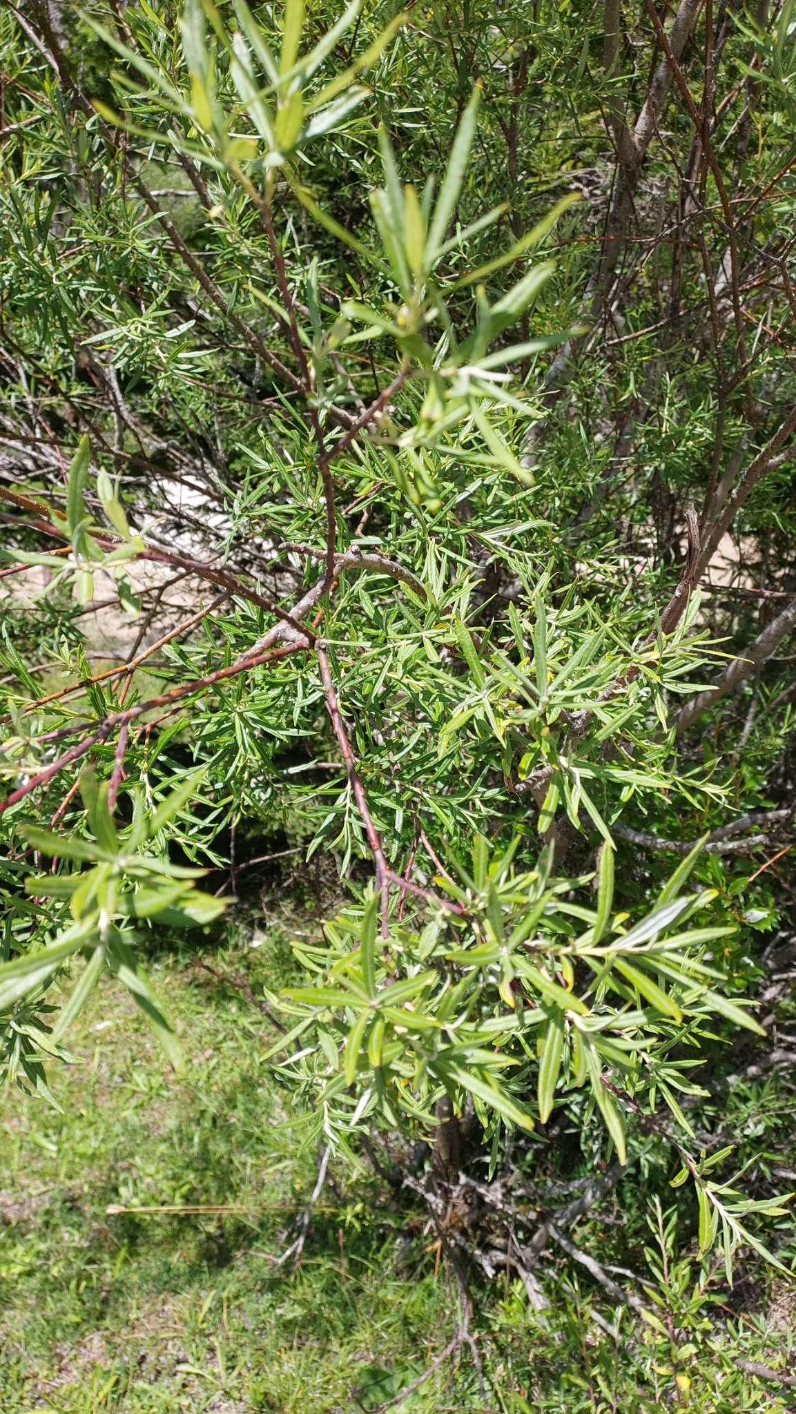 Immagine di Melaleuca (Tea Tree) con Probabile lieve infestazione di cocciniglia
