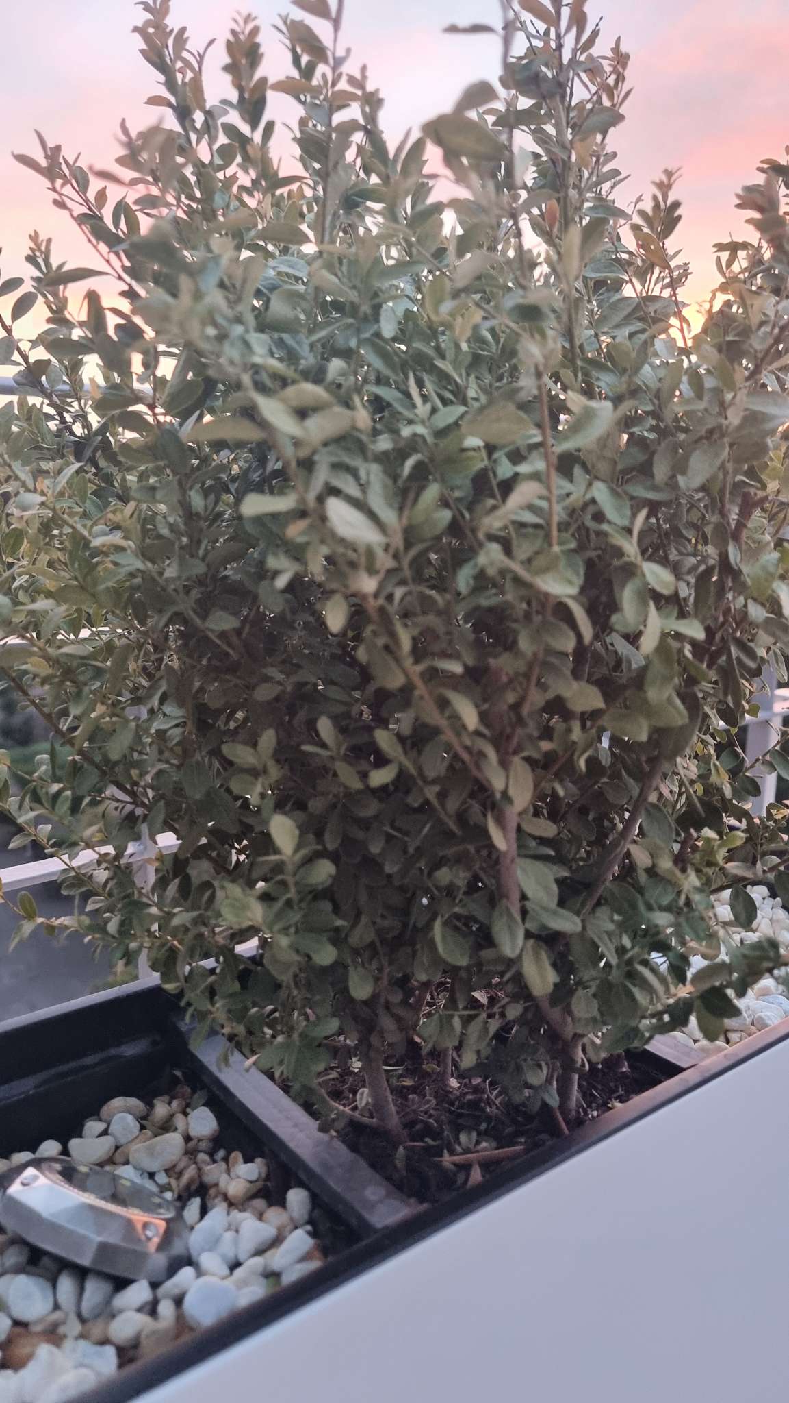 Immagine di Bosso (Buxus sempervirens) con Possibile stress idrico o iniziale infezione fungina (Volutella o Cylindrocladium)