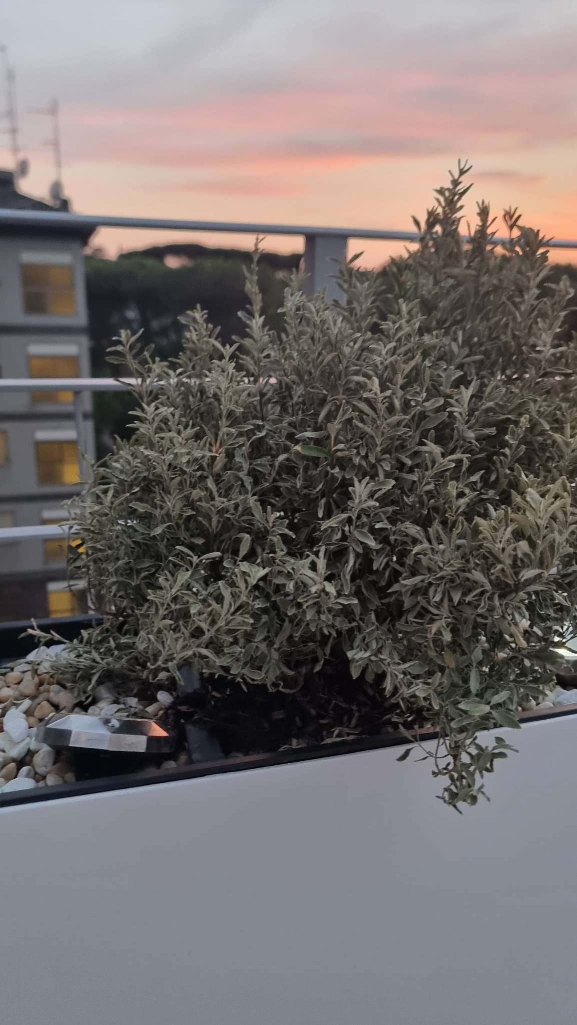 Immagine di Timo variegato con Seccume e indebolimento da stress idrico
