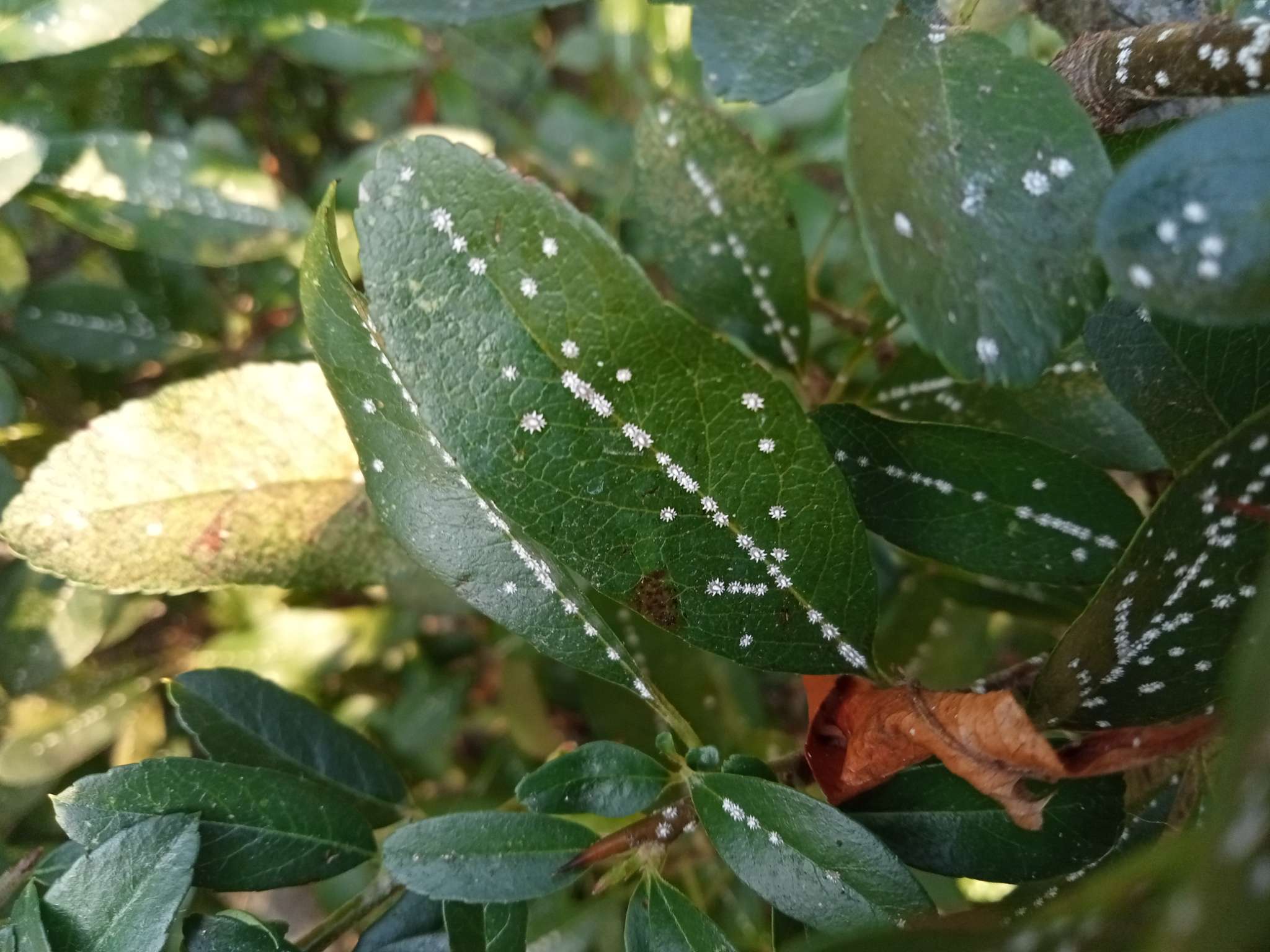 Immagine di Lauroceraso con Cocciniglia (cocciniglia cotonosa o simile)