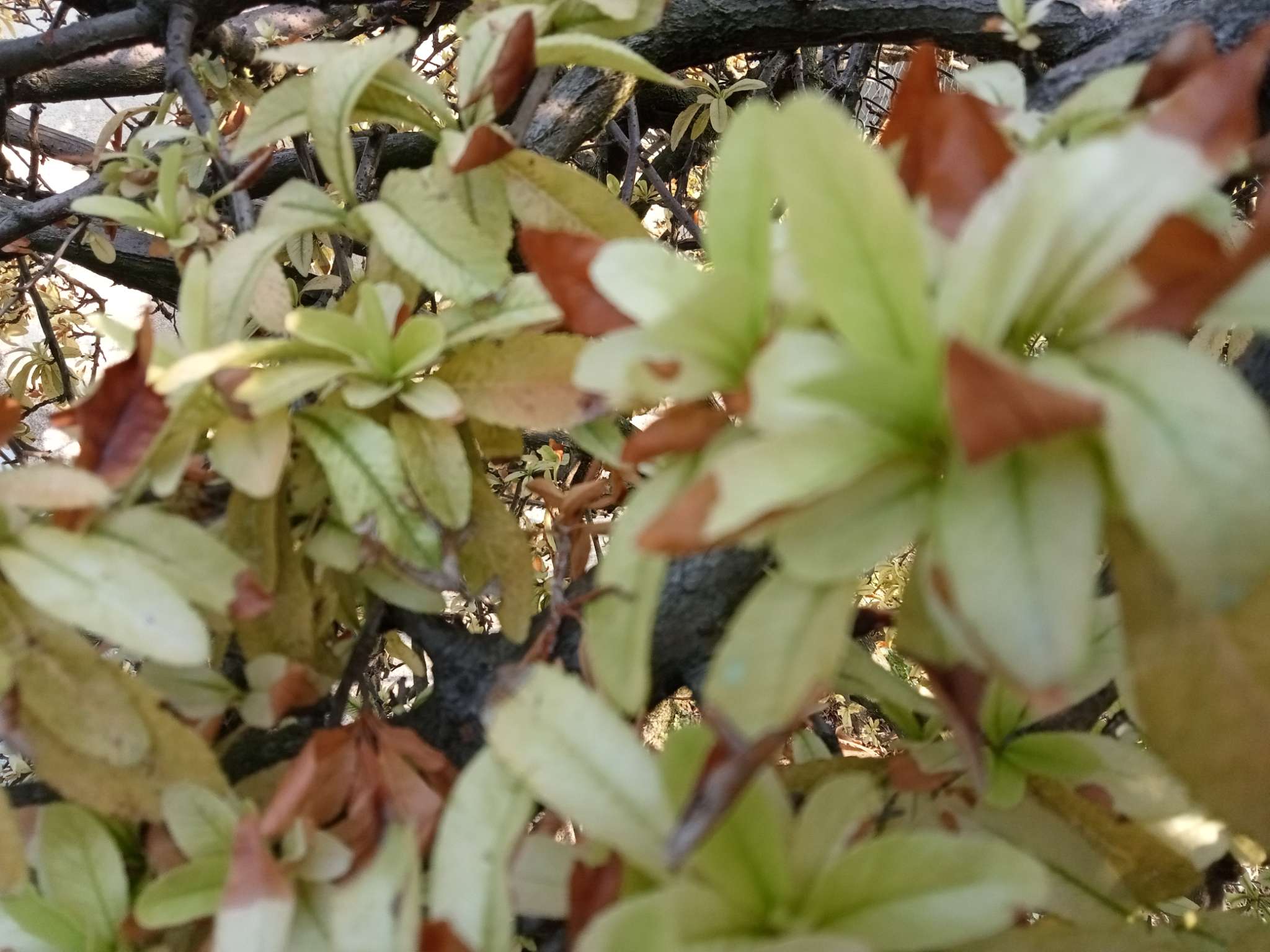 Immagine di Photinia (Photinia x fraseri) con Possibile stress idrico/nutrizionale con bruciatura fogliare