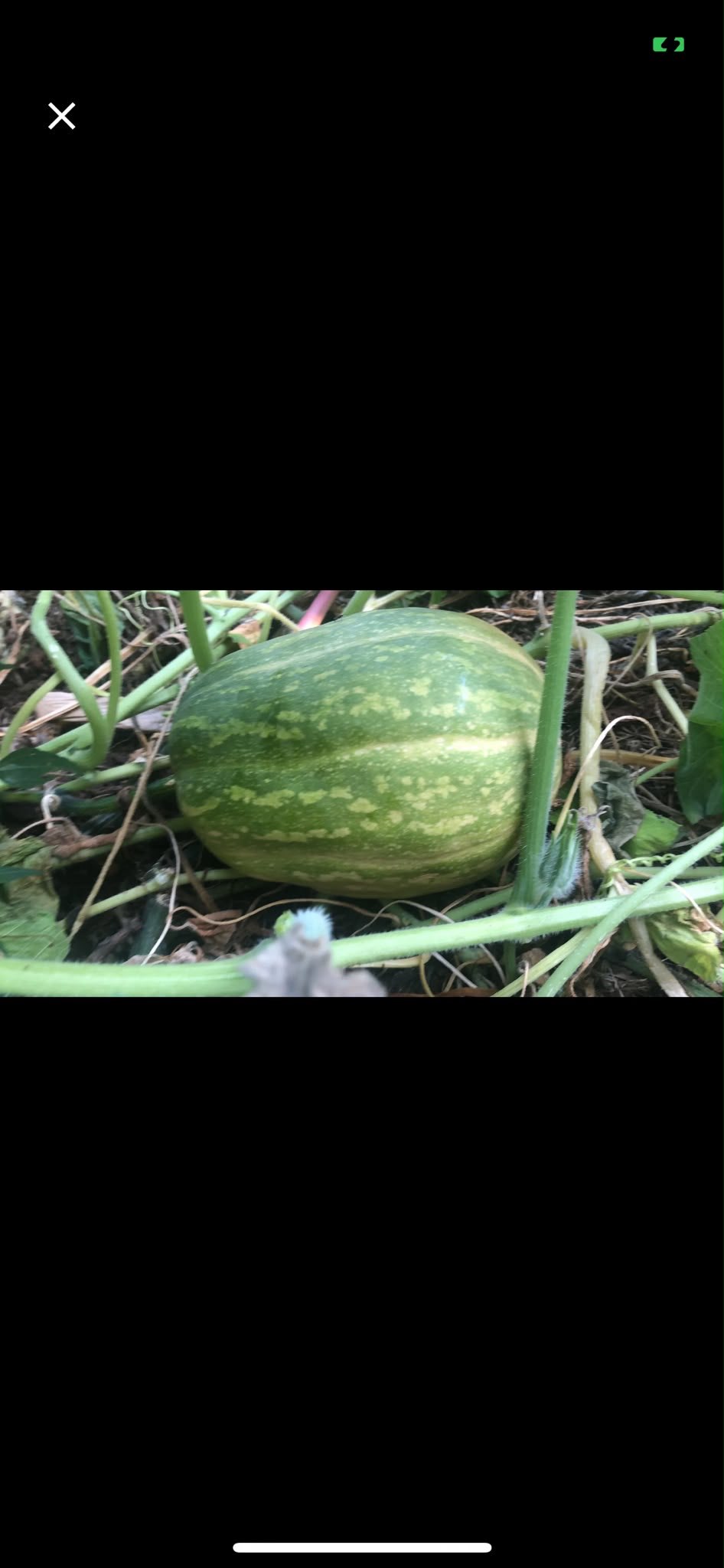 Immagine di Zucca (Cucurbita spp.) con Possibile leggera presenza di oidio (mal bianco)