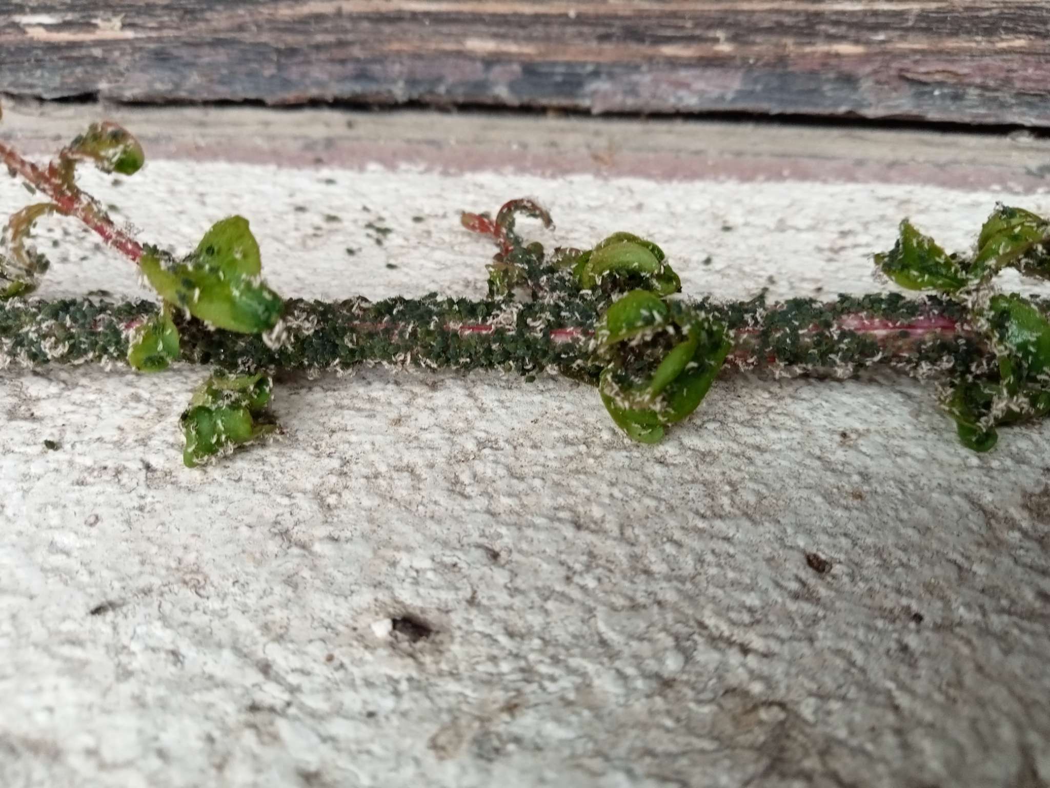 Immagine di Callisia repens con Cocciniglia cotonosa