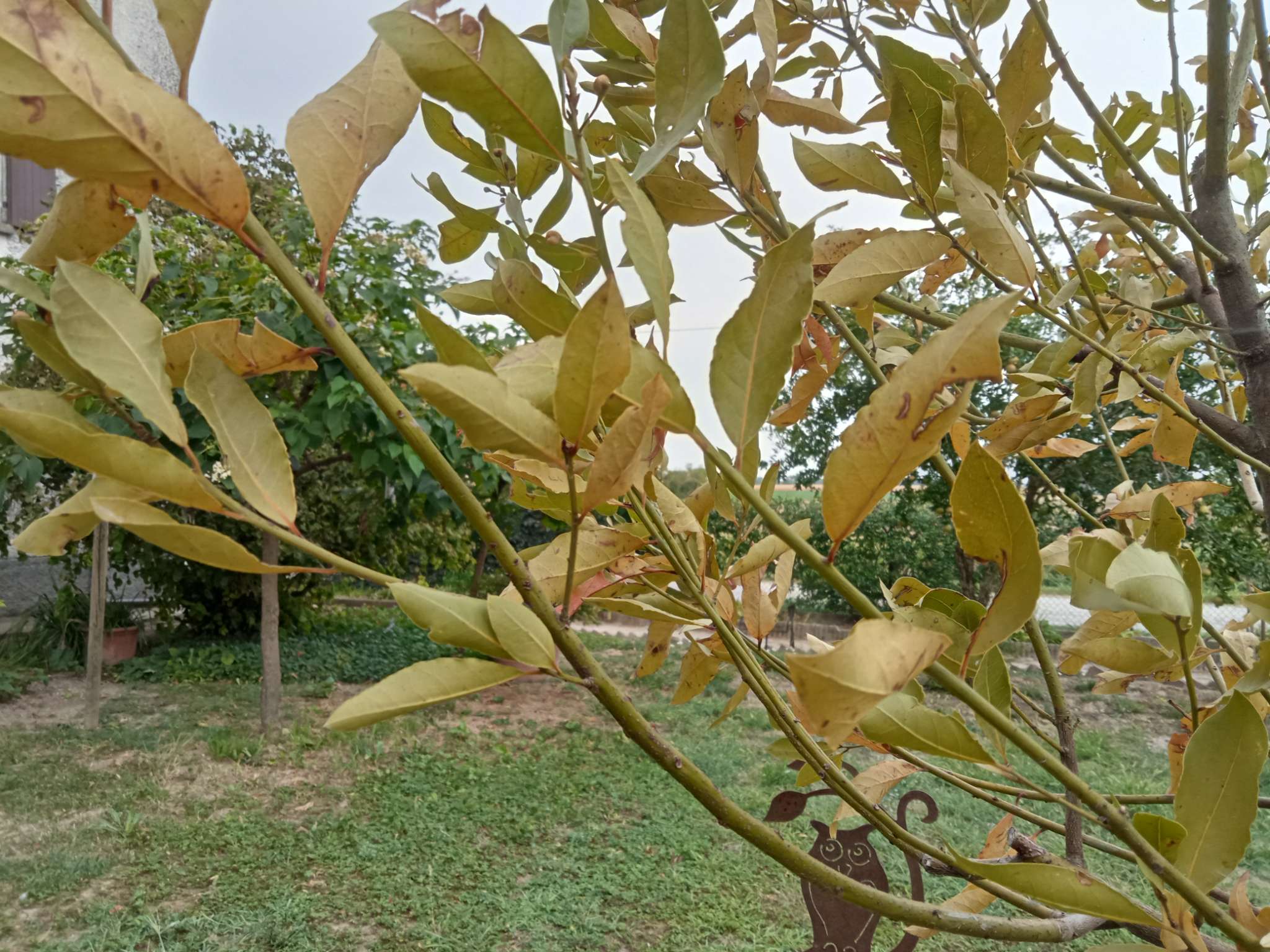 Immagine di alloro con carenza nutrizionale (clorosi)