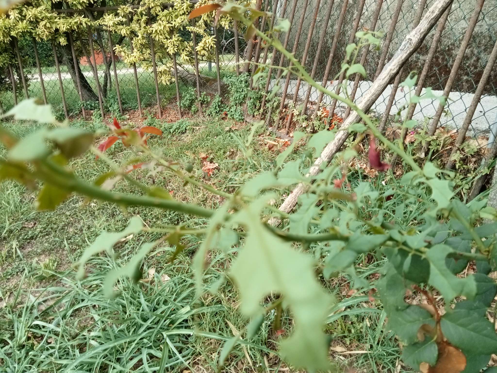 Immagine di Rosa con Danni da tentredine (Tentredine delle rose)