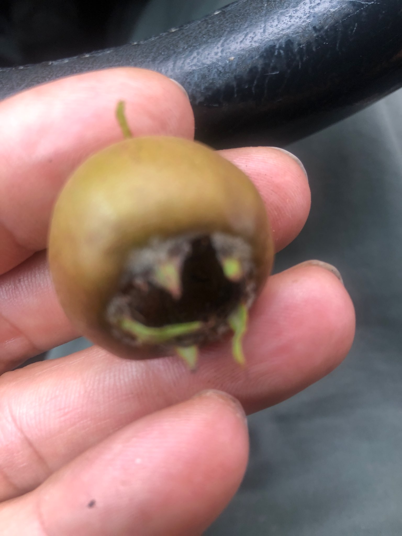 Immagine di Melo con Viviparia (semi germinanti) e possibile marciume del calice