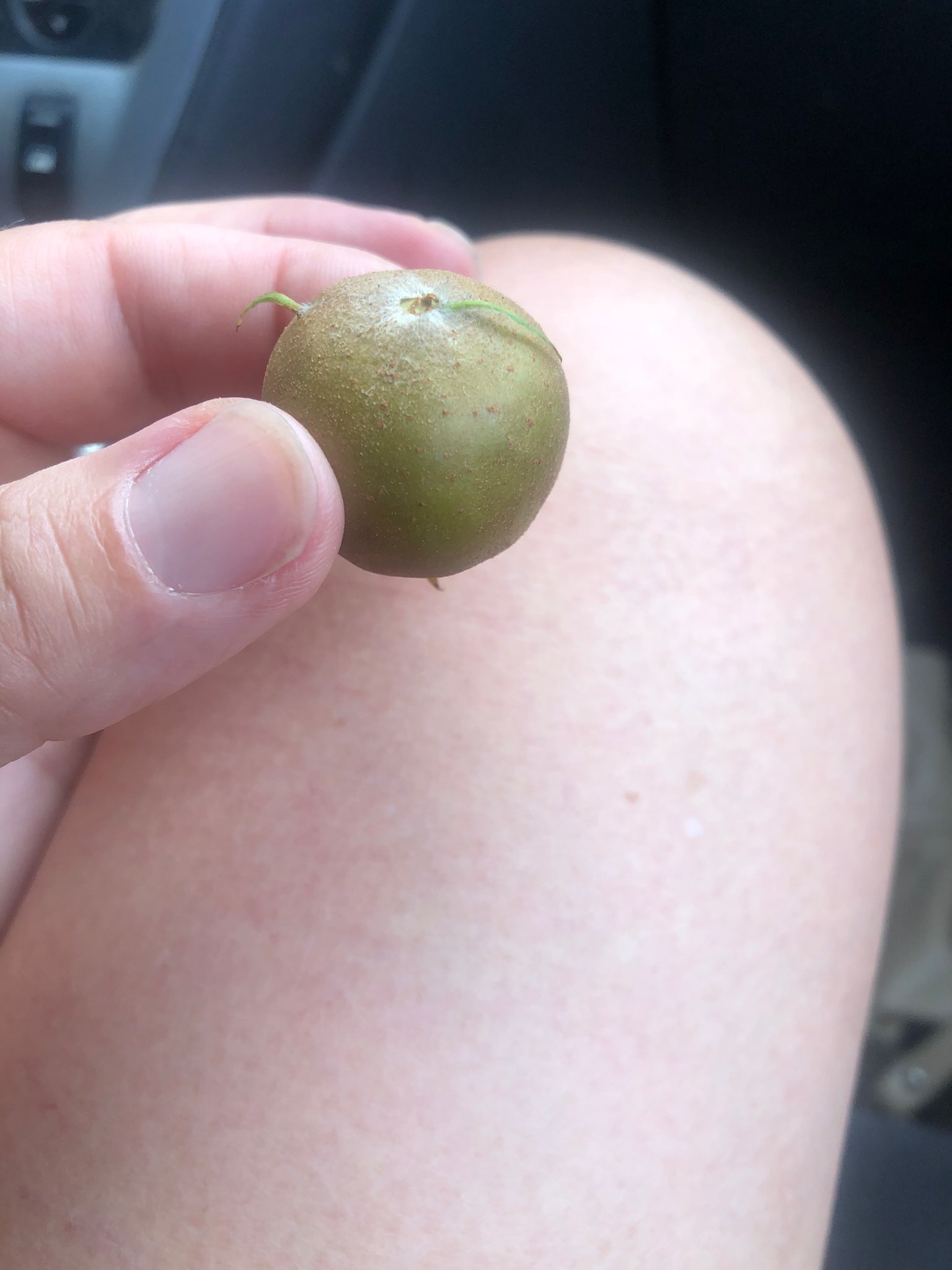 Immagine di Passiflora con Mosca della frutta