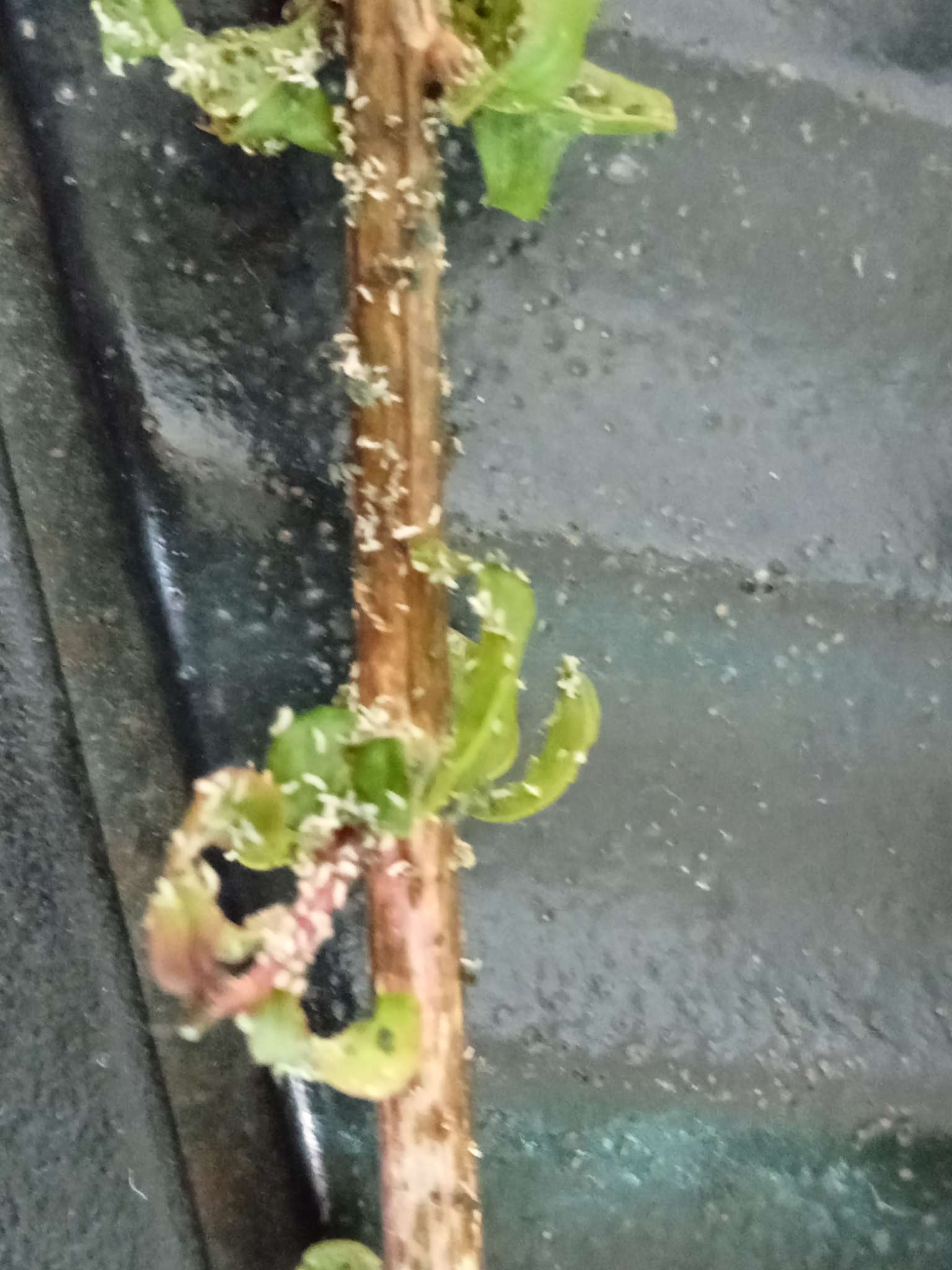 Immagine di Rosa con Cocciniglia cotonosa