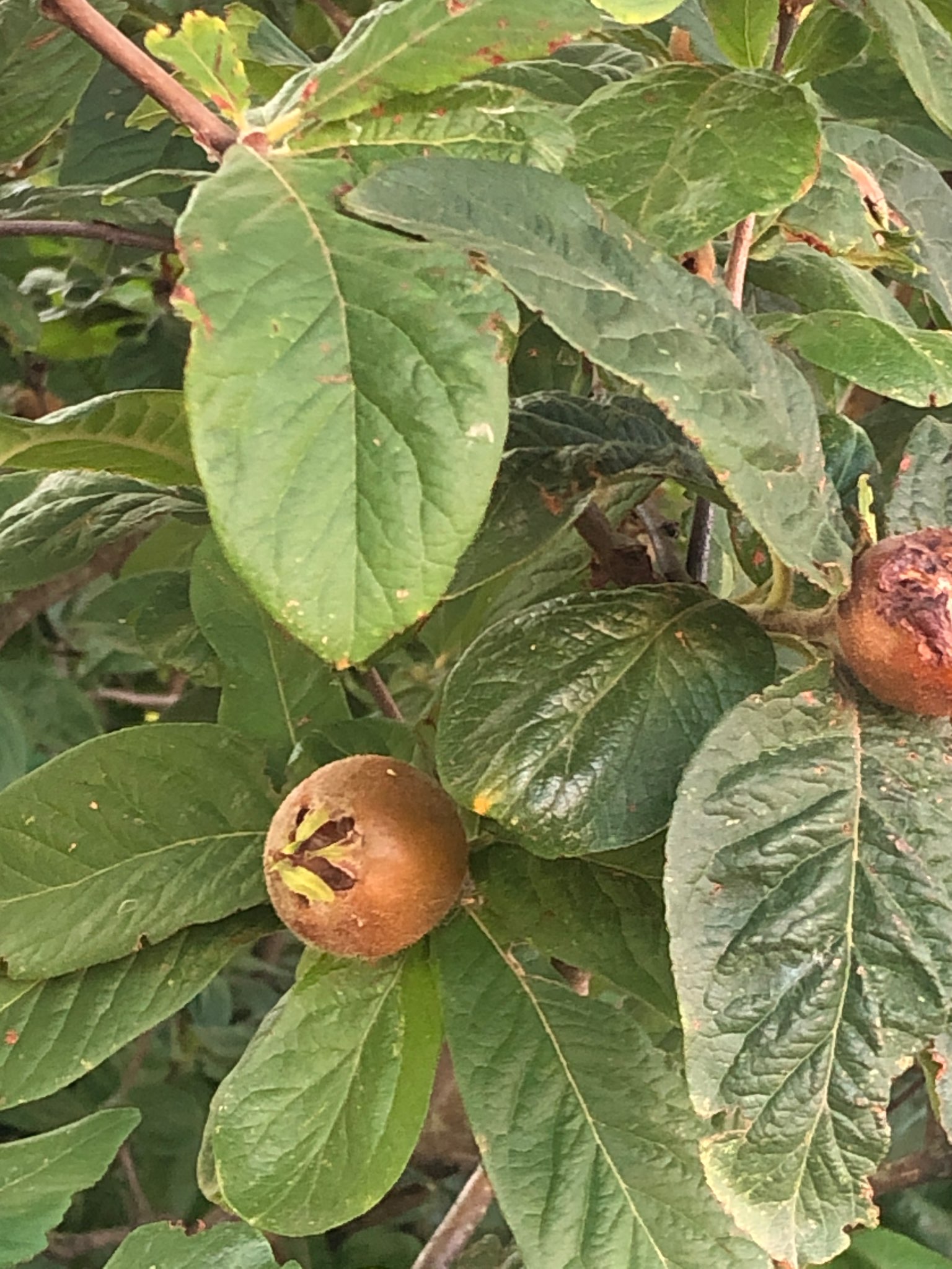 Immagine di Nespolo germanico (Mespilus germanica) con Possibile ticchiolatura (o maculatura fogliare)