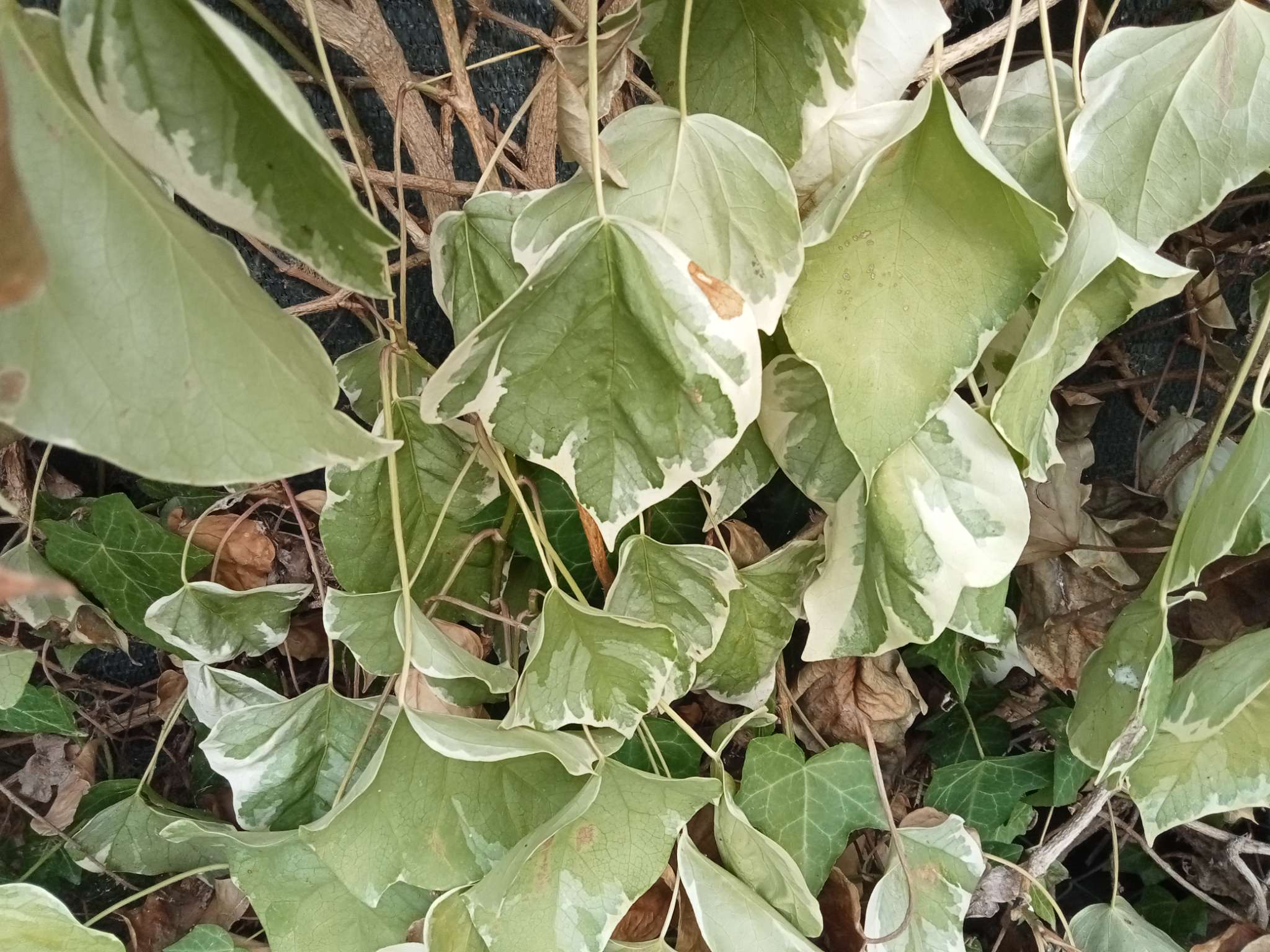 Immagine di Fatshedera lizei ‘Variegata’ con Stress idrico e foglie disidratate