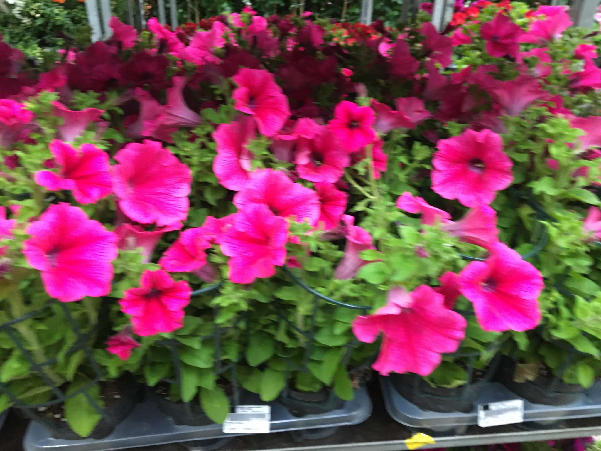 Immagine di Petunia con Nessuna evidente