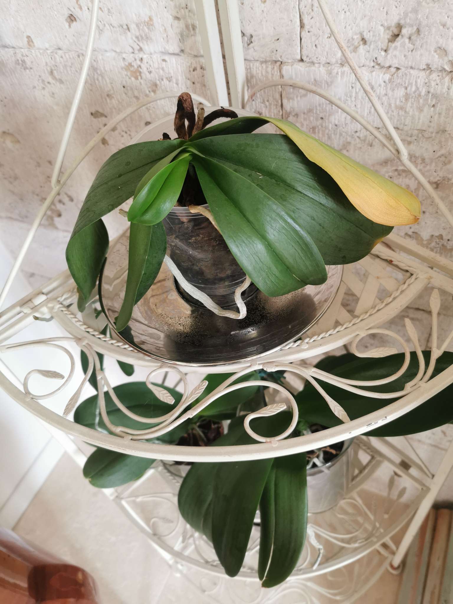 Immagine di Orchidea Phalaenopsis con Ingiallimento foglia (possibile eccesso d’acqua o fisiologica perdita foglia vecchia)