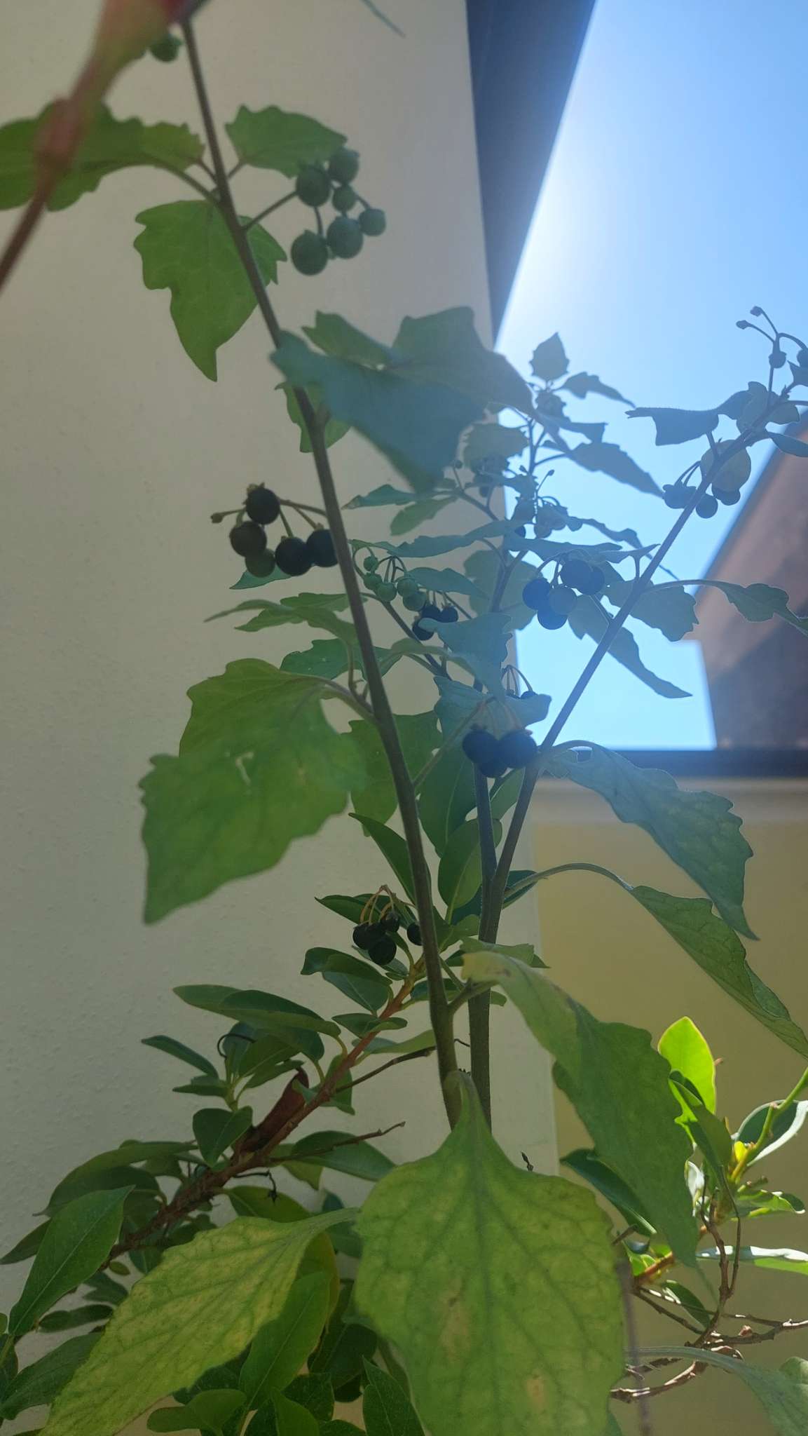 Immagine di Solanum nigrum (Morella comune) con Nessuna patologia evidente