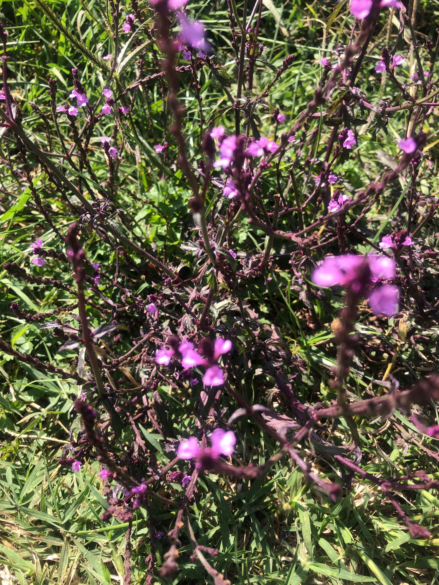 Immagine di Verbena bonariensis con Stress idrico e possibile lieve infezione fungina
