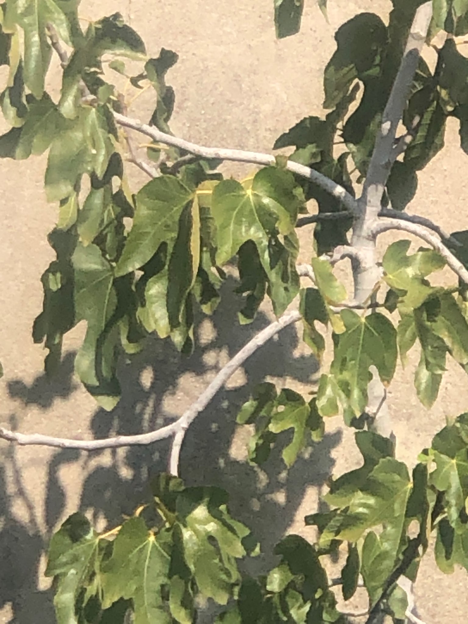 Immagine di Ficus carica (Fico) con Probabile lieve clorosi/fisiopatia da stress
