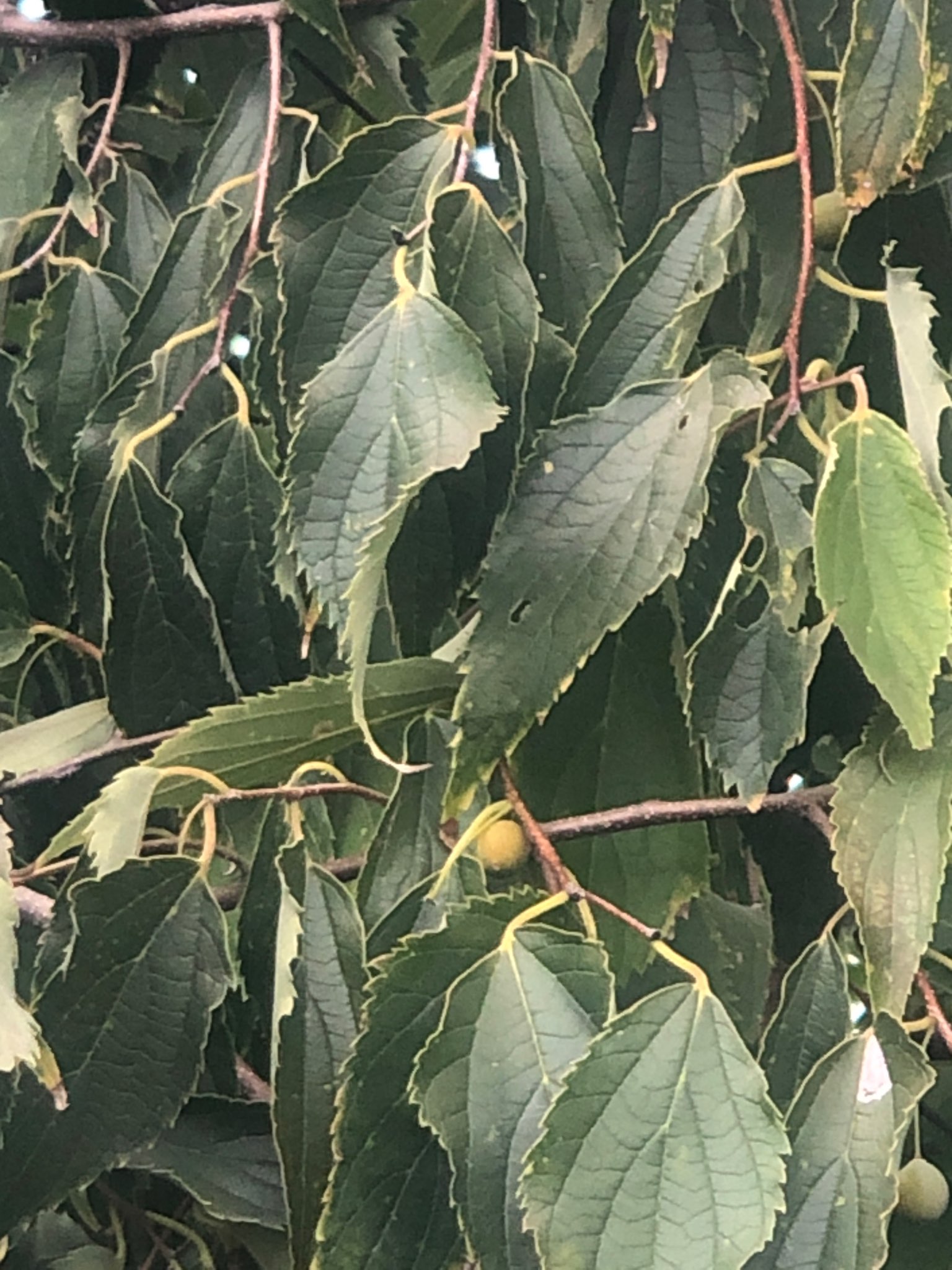 Immagine di Bagolaro (Celtis) con Danni da insetti defogliatori
