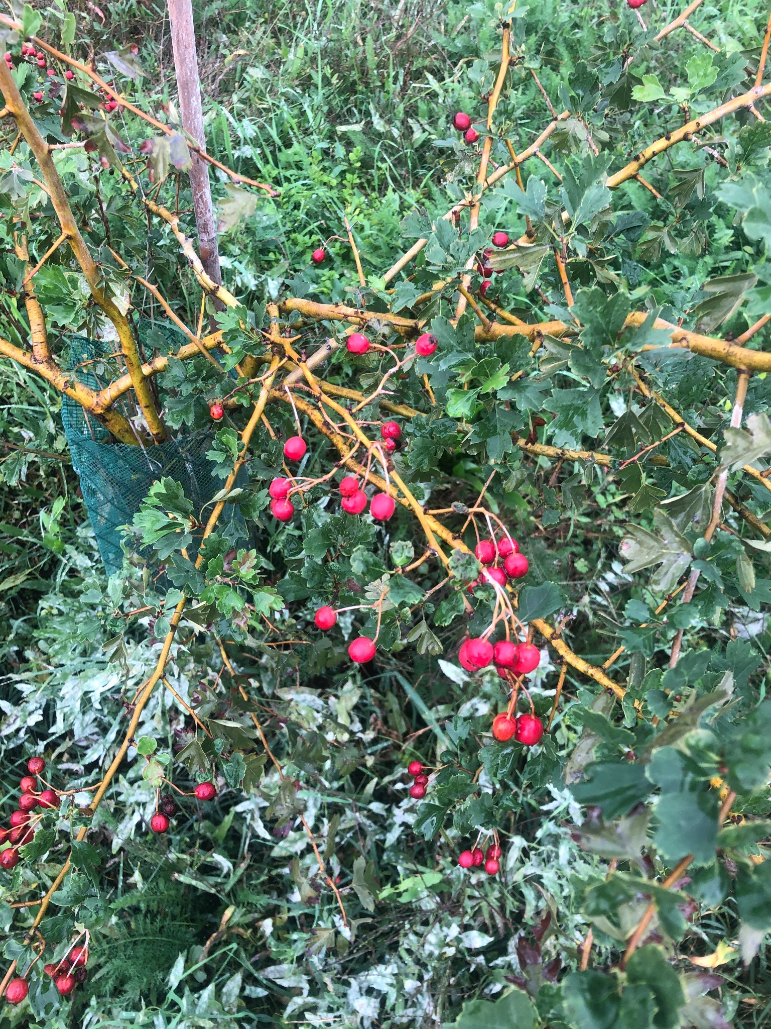 Immagine di Biancospino (Crataegus monogyna) con Possibile ruggine del biancospino (Gymnosporangium spp.)